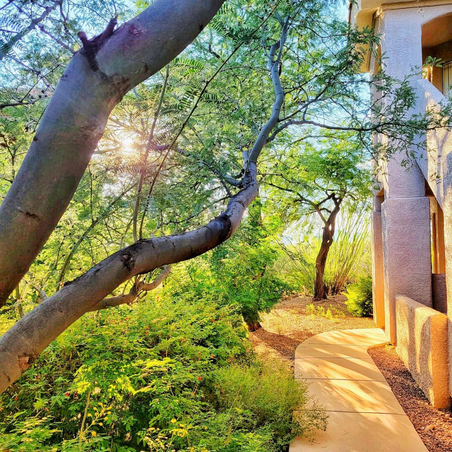 Luxury 3Bd 2Ba Home Near Tucson With Desert Views - Low Summer Rates! オロ・バレー エクステリア 写真